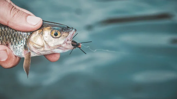 Chub Caught Fly Fishing Tenkara — Stock Photo, Image