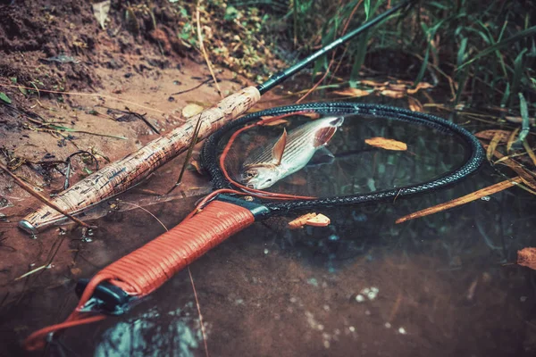 Grigliare Nell Acqua Limpida Del Fiume Pesca Mosca Tenkara — Foto Stock