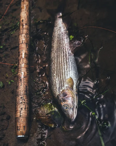 Grayling Czystej Wodzie Rzecznej Łowienie Muchami Tenkara — Zdjęcie stockowe