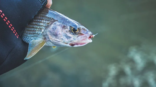 Fisherman Holds Grayling His Hand — Stock Photo, Image