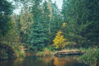Orman vadisinde güzel bir sonbahar nehri akıyor..