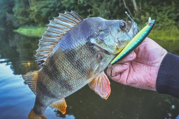 Barsch Aus Nächster Nähe Der Hand Des Anglers — Stockfoto