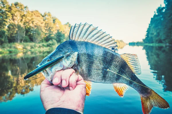 Abborre Närbild Fiskarens Hand — Stockfoto