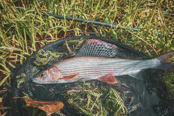 Harr Fångad Skogsbäck — Stockfoto