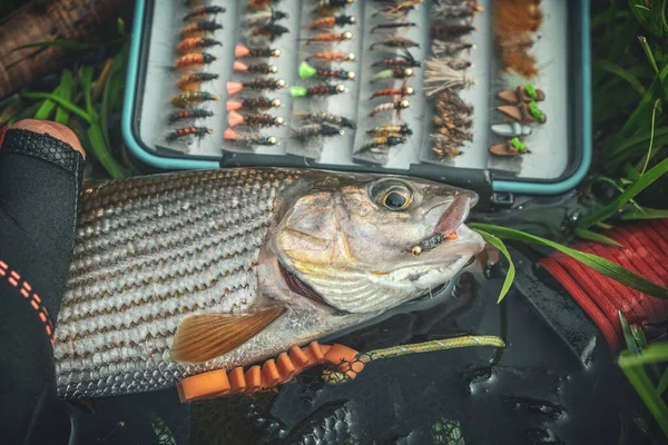 Harr Fångad Skogsbäck — Stockfoto