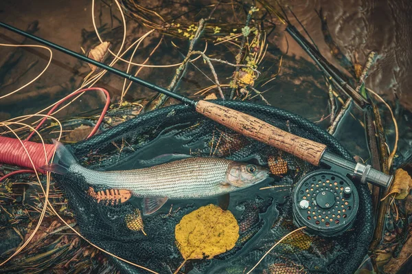 Pesca Con Mosca Hermoso Arroyo Otoñal — Foto de Stock