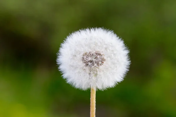 Vista macro da flor de dente de leão maduro com sementes na frente de fundo de grama verde. Taraxacum Ruderalia . — Fotografia de Stock