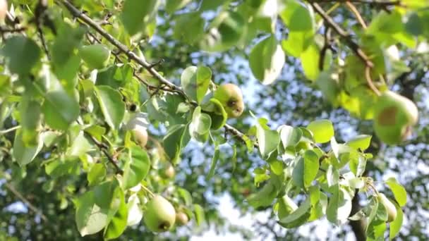 Omogna gröna päron svajar i vinden mot bakgrund av träd kronor. Skörd. — Stockvideo