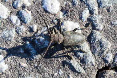 Cerambycidae, Barbel Beetle, Oduncu Böcek. Geniş ve geniş bir Coleoptera böceği ailesi. Ailenin ayırt edici özelliklerinden biri uzun segmentli bıyıktır ve genellikle vücut uzunluğunu aşar.