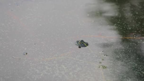 Zielona żaba pływa w wodzie na bagnach. Mecze zalotów. Natura i fauna w lecie. — Wideo stockowe