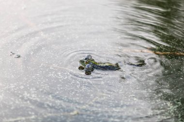Yeşil kurbağa bataklıkta suda yüzer. Yüksek sesle nalları diker, kabarcıklar çıkarır. Kur yapma oyunları. Yazın doğa ve fauna.