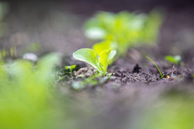 Genç marul yaprakları ilkbahar ve yaz mevsimlerinde vitamin yeşili olarak yetiştirilir. Salata yeşillikleri manzarayı kapatır. Tarım kavramı. Yeşil doğal arkaplan.