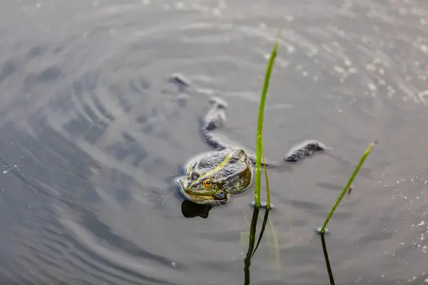 Grüner Frosch schwimmt im Wasser in einem Sumpf. Krächzt laut, bläst Blasen. Balzspiele. Natur und Fauna im Sommer. — Stockfoto