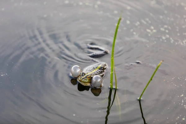 Grüner Frosch schwimmt im Wasser in einem Sumpf. Krächzt laut, bläst Blasen. Balzspiele. Natur und Fauna im Sommer. — Stockfoto