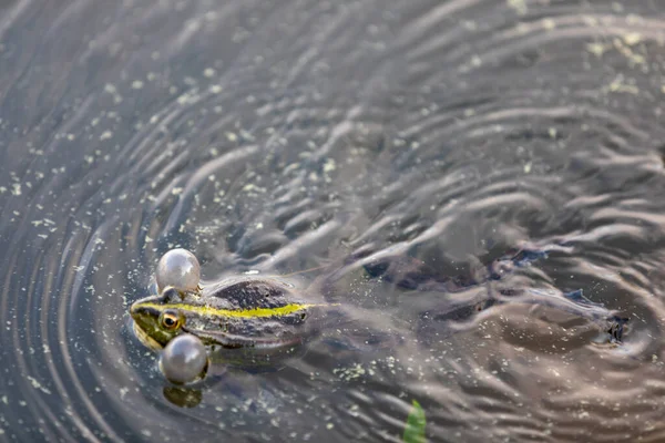 Groene kikker zwemt in het water in een moeras. Kraakt luid, blaast bubbels. Een vrijgezellenspel. Natuur en fauna in de zomer. — Stockfoto