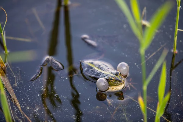 Groene kikker zwemt in het water in een moeras. Kraakt luid, blaast bubbels. Een vrijgezellenspel. Natuur en fauna in de zomer. — Stockfoto