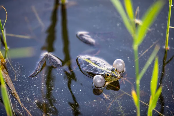 Groene kikker zwemt in het water in een moeras. Kraakt luid, blaast bubbels. Een vrijgezellenspel. Natuur en fauna in de zomer. — Stockfoto