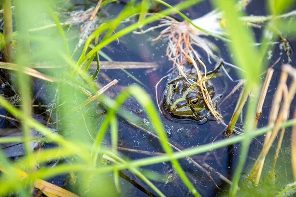 Green frog swims in the water in a swamp. Croaks loudly, blowing bubbles. Courtship games. Nature and fauna in the summer. — Stock Photo, Image