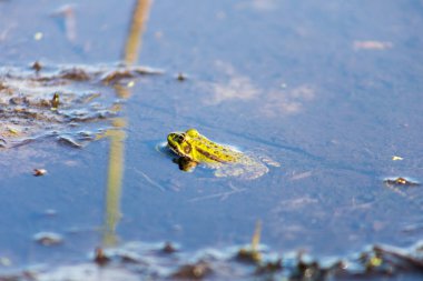Yeşil kurbağa bataklıkta suda yüzer. Yüksek sesle nalları diker, kabarcıklar çıkarır. Kur yapma oyunları. Yazın doğa ve fauna.