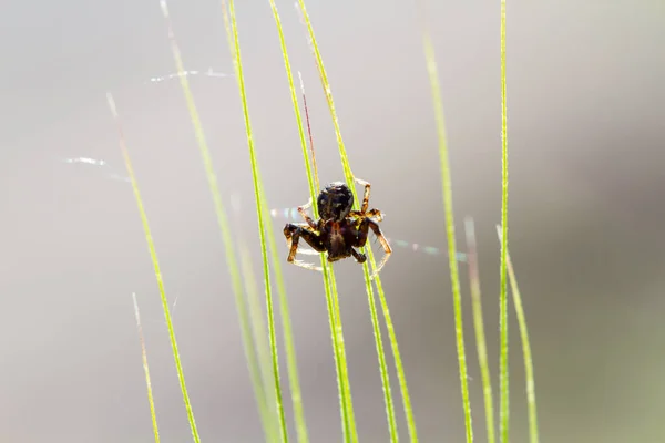 Small spider crawls on a green blade of grass. Arthropod and arachnid macro shot. Predator in the wildlife. — Stock Photo, Image