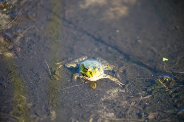 O sapo verde nada na água num pântano. Croaks alto, soprando bolhas. Jogos de namoro. Natureza e fauna no verão. — Fotografia de Stock