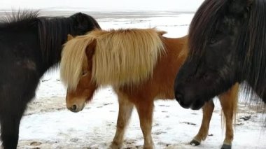 Reykjavik İzlanda yakınlarındaki İzlanda atları karlı kırsal