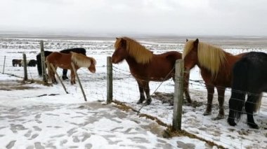 Reykjavik İzlanda yakınlarındaki İzlanda atları karlı kırsal