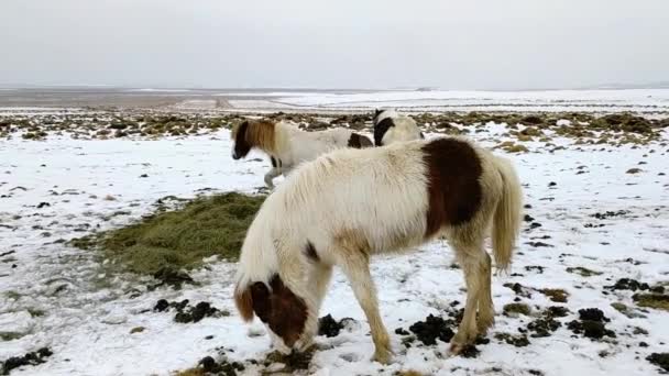 Malí koně nebo také Islandští koně jedí trávy na otevřeném poli u hor na Islandu během zimní sezóny — Stock video