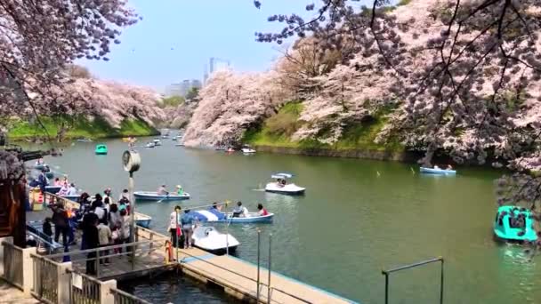 Chidorigafuchi park, a tavaszi szezonban, hogy ezen a területen is népszerű sakura direkt Tokyo, Japán — Stock videók