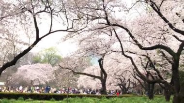 Tokyo, Japonya'daki Ueno Parkı'nda kiraz çiçekleri. Kiraz çiçeğigörüntüleme bir Japon geleneğidir. Ueno Park 1873 yılında açılan Japonya ilk kamu parkı oldu