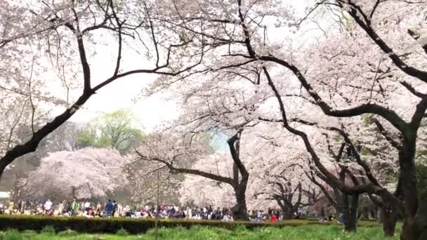 Tokyo, Japonya'daki Ueno Parkı'nda kiraz çiçekleri. Kiraz çiçeğigörüntüleme bir Japon geleneğidir. Ueno Park 1873 yılında açılan Japonya ilk kamu parkı oldu — Stok video