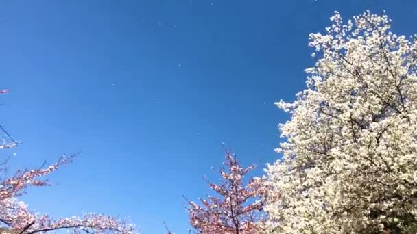 Krásný třešňový květ, růžový květ sakura — Stock video