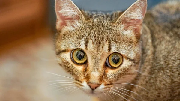 bir kedi portre yakın çekim