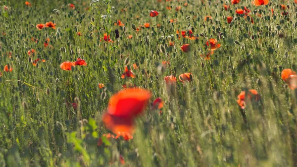 poppies alanını kapat
