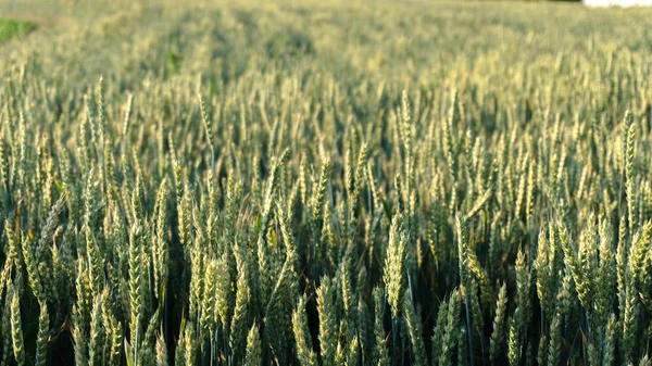 Green spring grains, close up of green wheat ears on the field — Stock Photo, Image