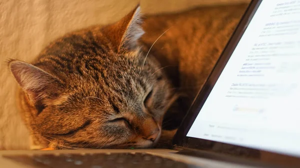 Katze schlafend auf dem Tisch neben Laptop. Nahaufnahme — Stockfoto