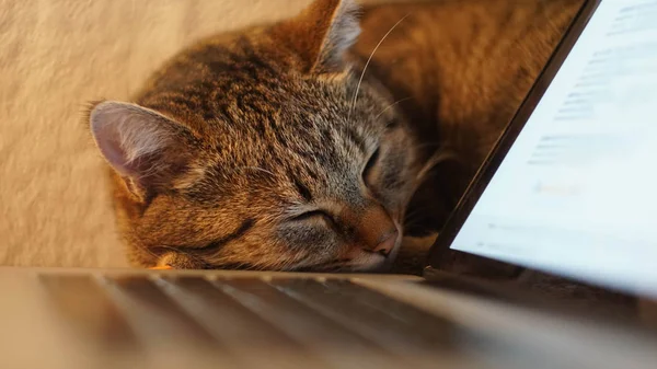 Katze schlafend auf dem Tisch neben Laptop. Nahaufnahme — Stockfoto