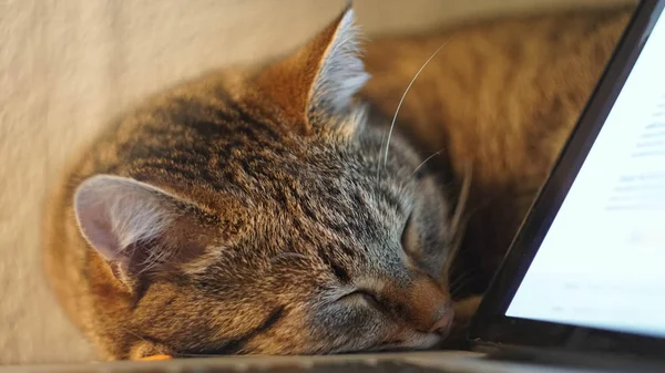 Katze schlafend auf dem Tisch neben Laptop. Nahaufnahme — Stockfoto