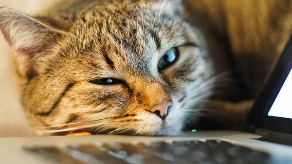 dizüstü bilgisayarın yanında masada uyuyan kedi. yakın çekim