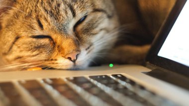 dizüstü bilgisayarın yanında masada uyuyan kedi. yakın çekim