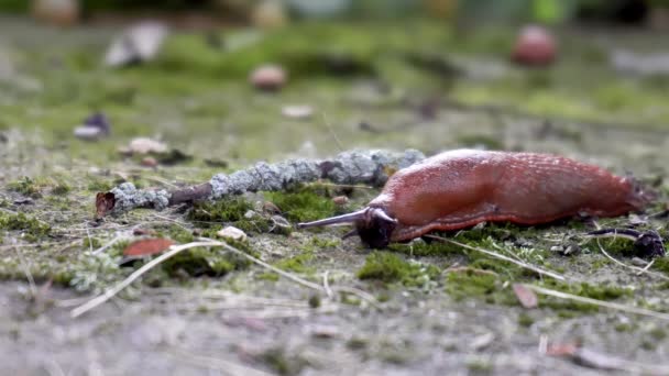 Bala española Arion vulgaris de cerca — Vídeos de Stock