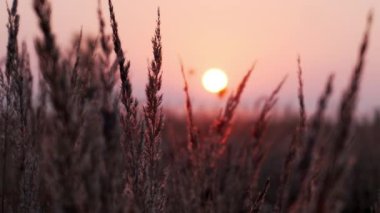 Mor, pembe ve turuncu gökyüzü ile sabah gündoğumu ise alanda yaprakları ile çim hatları detay