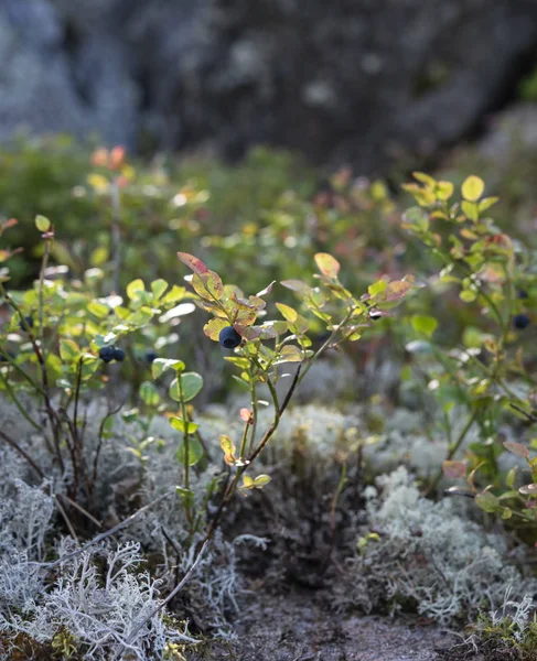 Flores, musgo macro primer plano verano montaña naturaleza kareliya fl — Foto de Stock