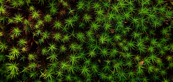 Verde muschio macro close up modello carta da parati struttura erba — Foto Stock