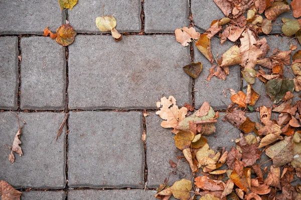 Feuilles colorées d'automne couché sur le trottoir jaune — Photo