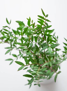 Beyaz izole bir arka planda, bir vazoda, şam fıstığı dalları. Yakın plan. Üst görünüm ve kopyalama alanı. 