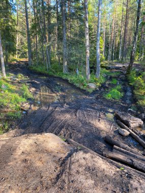 Yoğun güneşli bir ormanda derin lastik izleri ve su birikintileriyle çamurlu off-road yolu engebeli arazi ve açık hava macerası konseptini gösteriyor. Karelia, Rusya.