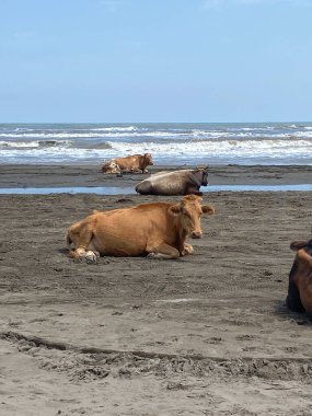 Birkaç inek kumlu bir plajda yatıyor ve arka planda dalgalar var. Hayvanlar konsepti alışılmadık yerlerde, huzurlu bir an. Dağıstan, Rusya.