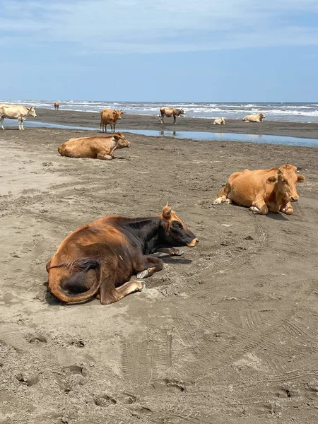 Birkaç inek kumlu bir plajda yatıyor ve arka planda dalgalar var. Hayvanlar konsepti alışılmadık yerlerde, huzurlu bir an. Dağıstan, Rusya.