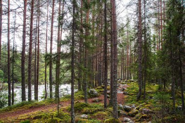 Sessiz ormandaki uzun çam ağaçları, yosun kaplı kayalar ve yemyeşil bir zemin ve bir nehre karşı toprak bir yol. Murmansk, Rusya.